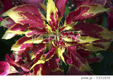 ハゲイトウ 5351950