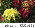 ハゲイトウ 5351951