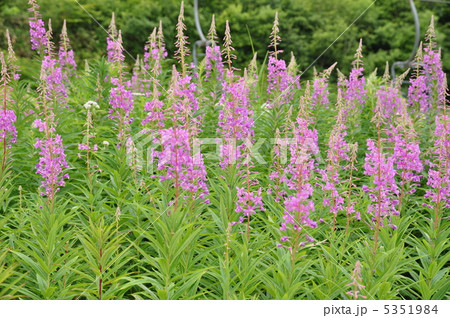 ヤナギラン 5351984