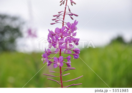 ヤナギラン 5351985