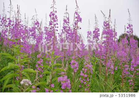 ヤナギラン 5351986