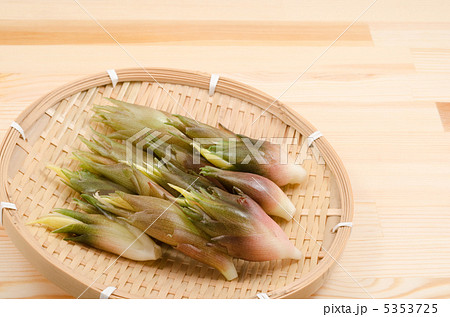 収穫したミョウガ 収穫したミョウガ 5353725