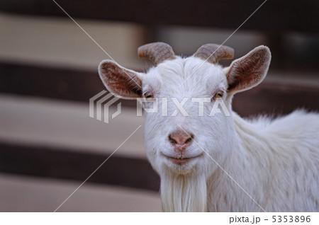 山羊 5353896