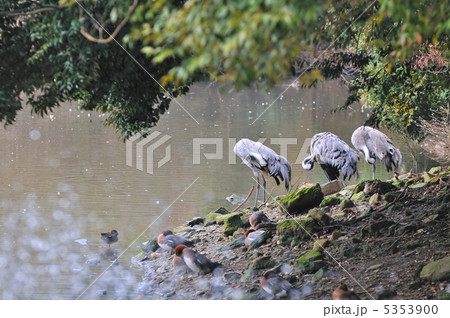 フラミンゴ 5353900