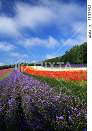 中富良野の花畑 5353932
