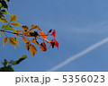 秋の空 5356023