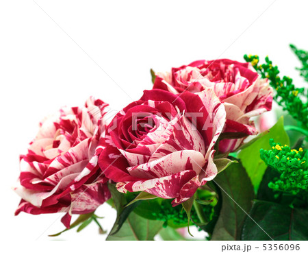 Vibrant Flowers Red-White Rose Bud Vibrant Flowers Red-White Rose Bud 5356096