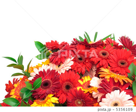 Vibrant Colorful Daisy Gerbera Flowers Vibrant Colorful Daisy Gerbera Flowers 5356109
