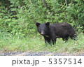 カメラを見つめる子グマ 5357514