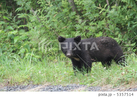 カメラを見つめる子グマ 5357514