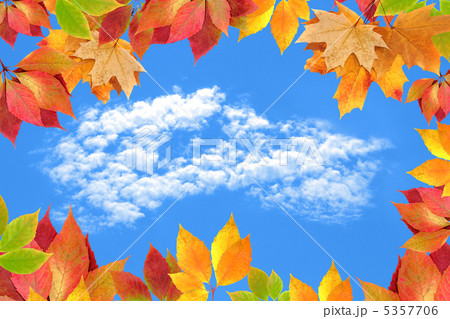 autumn leaves against the sky autumn leaves against the sky 5357706