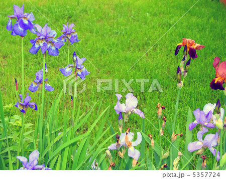 iris flowers iris flowers 5357724