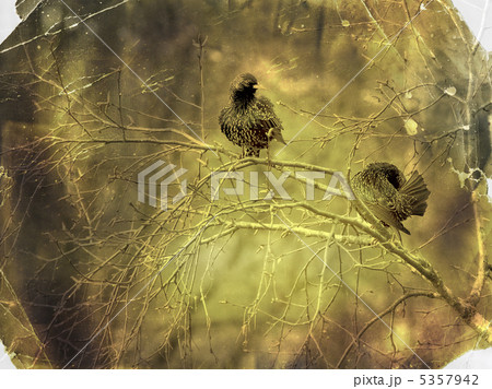 Vintage paper textures old photo postcard. Spring starlings. Vintage paper textures old photo postcard. Spring starlings. 5357942