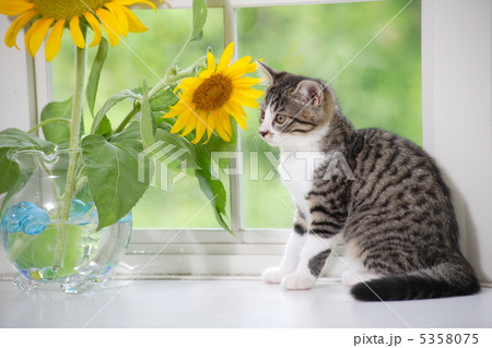 仔猫とヒマワリの花 仔猫とヒマワリの花 5358075