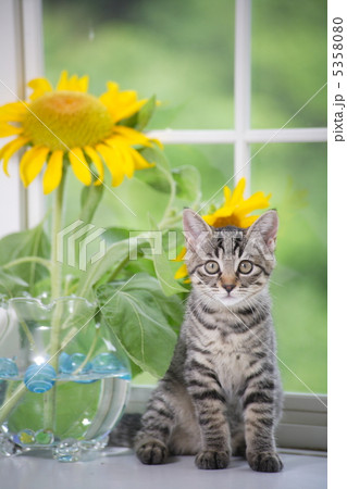 仔猫とヒマワリの花 仔猫とヒマワリの花 5358080