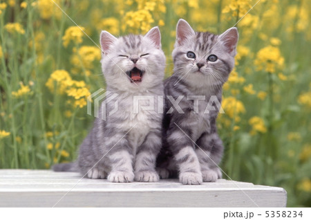 お庭で遊ぶ二匹のアメリカンショートヘアの仔猫 5358234