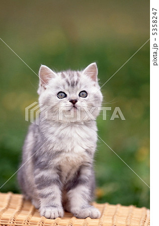 バスゲットの上のアメリカンショートヘアの仔猫 バスゲットの上のアメリカンショートヘアの仔猫 5358247