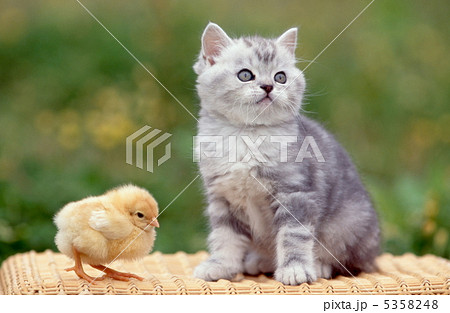 バスゲットの上のアメリカンショートヘアの仔猫とひよこ 5358248