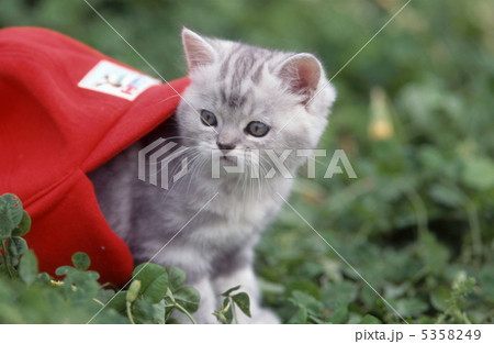 赤い帽子とアメリカンショートヘアの仔猫 5358249