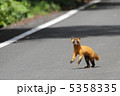 ビックリした野生のテン 5358335