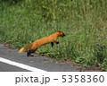 跳躍する野生のテン 5358360