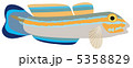 ニシキハゼ 5358829