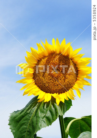 向日葵 向日葵 5358924