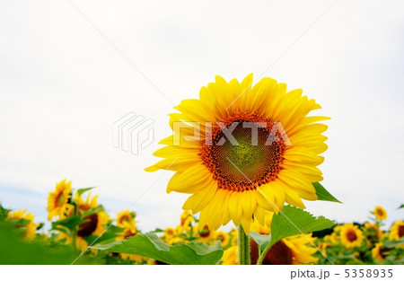 ひまわり 5358935