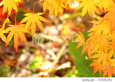 モミジ８ 5359291