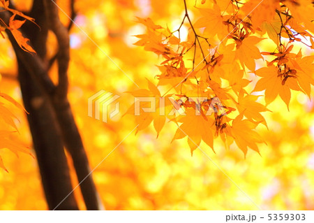 鮮やか紅葉 鮮やか紅葉 5359303