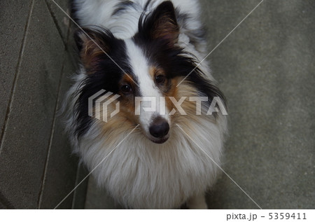 シェットランドシープドッグ 5359411