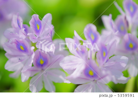 布袋葵・埼玉県加須市(道の駅・「童謡のふる里おおとね」) 布袋葵・埼玉県加須市(道の駅・「童謡のふる里おおとね」) 5359591