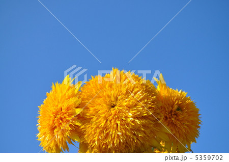 空と八重ひまわり 5359702