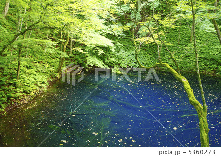 白神山地の青池 5360273