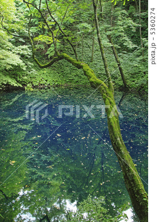 白神山地の青池 5360274