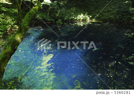 白神山地の青池 5360281
