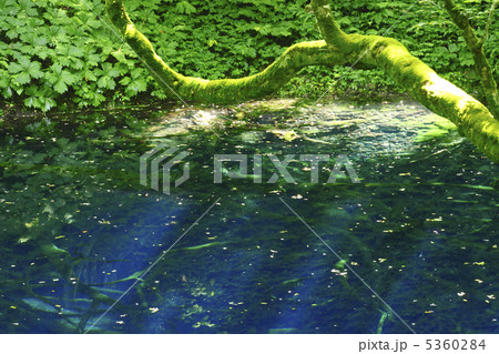 白神山地の青池 5360284