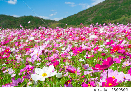 一面のコスモス畑 5360366
