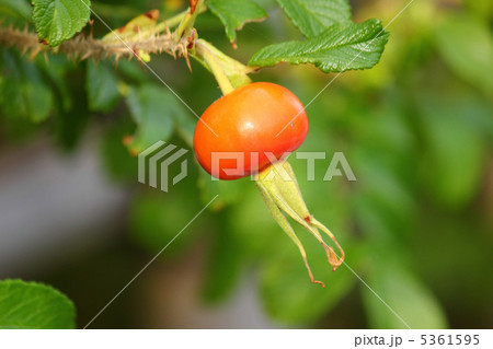 ハマナスの実 5361595