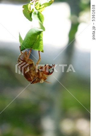 セミの抜け殻 5361638