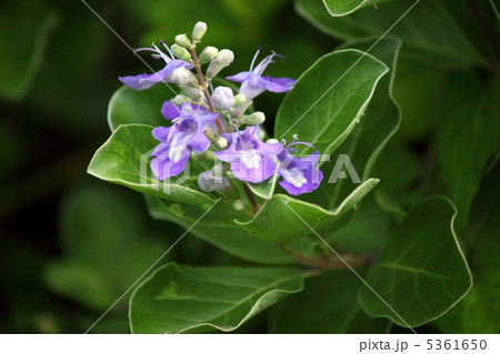 ハマゴウの花 5361650