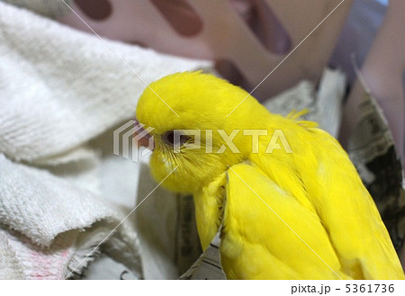 黄色いインコ 5361736