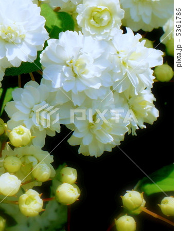 シジミバナ：ユキヤナギ（八重） 5361786