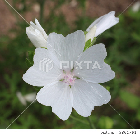 ジャコウアオイ 5361791