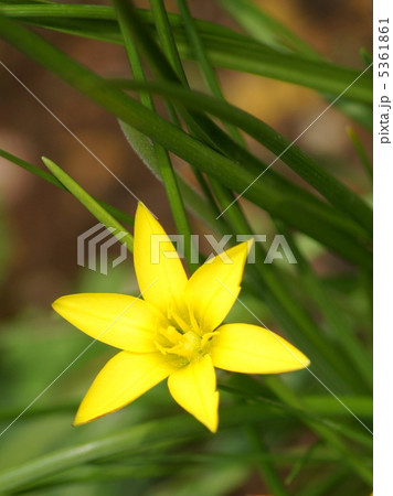 セロウィアナム（イエイオン）：ハナニラ（黄） 5361861
