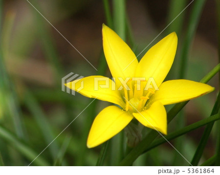 セロウィアナム(イエイオン):ハナニラ(黄) セロウィアナム(イエイオン):ハナニラ(黄) 5361864