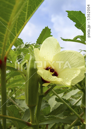 おくらと花 5362004