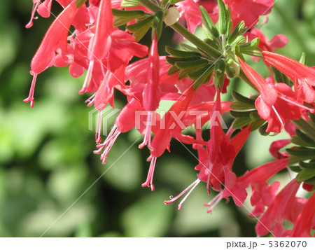 サルビア・コクシネア(濃ピンク) 5362070