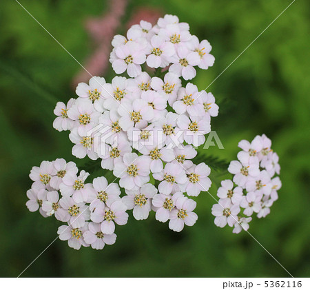 ノコギリソウ 5362116