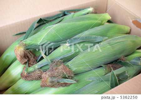 産地直送の段ボールに入っている北海道産トウモロコシ恵味 5362250